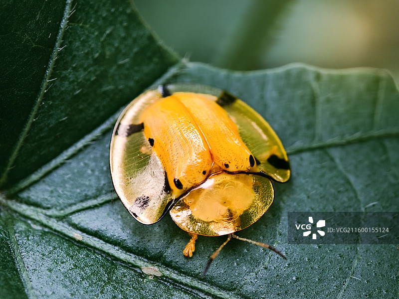 星斑梳龟甲图片素材
