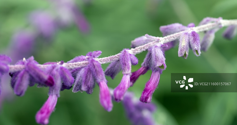 紫绒鼠尾花图片素材