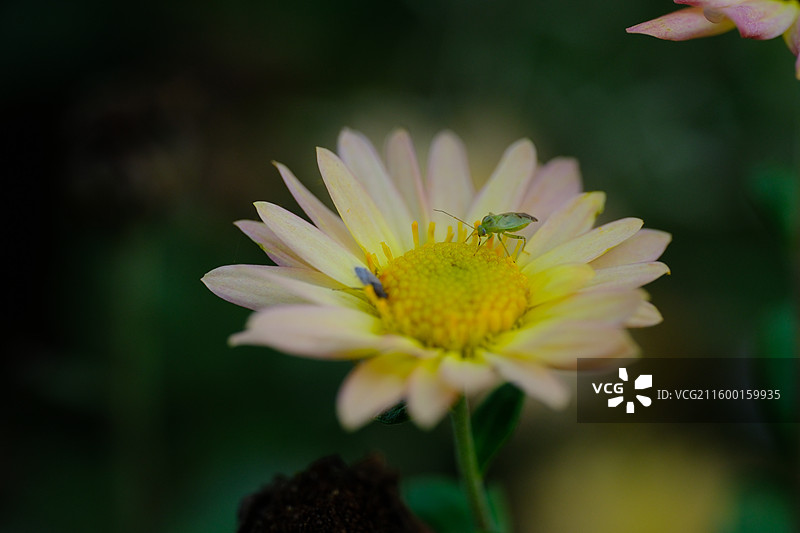 秋天秋色秋景各种颜色的小菊花。野雏菊。风景背景图设计素材图片素材