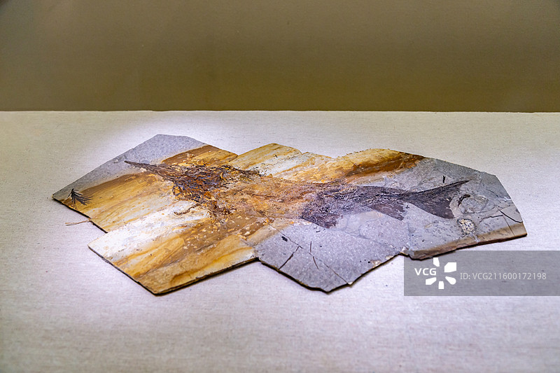 晚侏罗纪-早白垩纪-刘氏原白鲟 衢州市博物馆图片素材