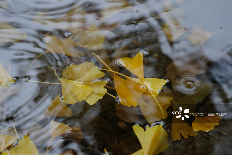 秋天秋雨落叶秋景。雨水里的银杏叶。黄叶雨水涡水波纹。风景背景图设计素材图片素材