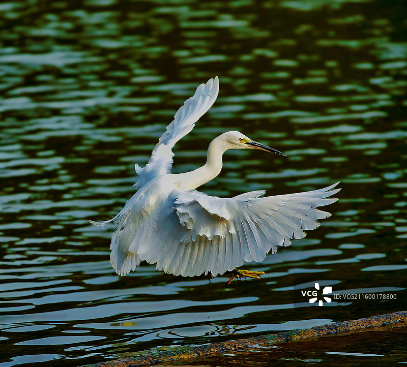 白鹭穿了公主裙图片素材