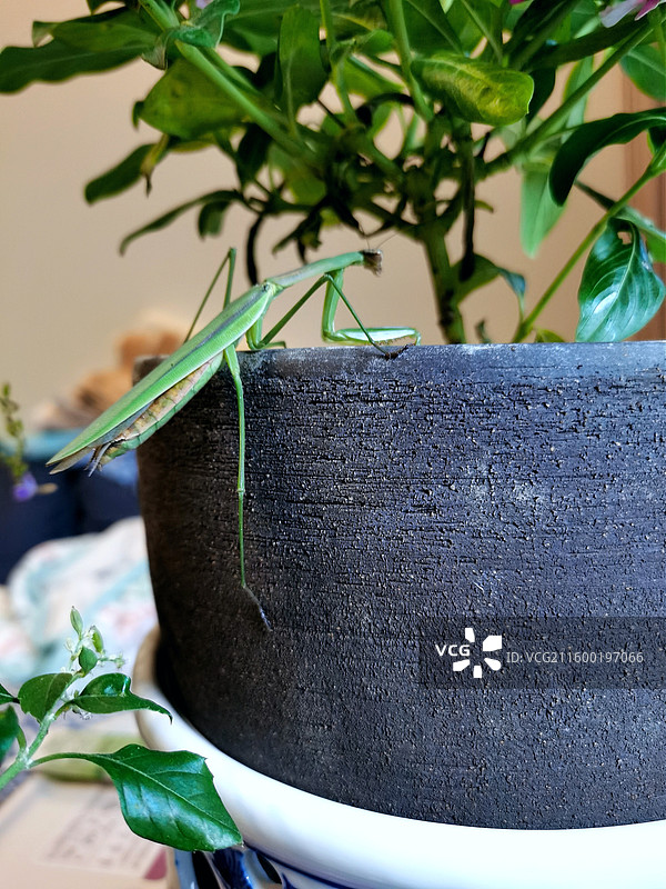 大长腿，北京深秋的螳螂图片素材