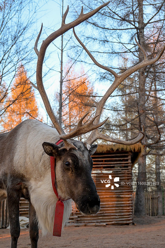 深秋驯鹿图片素材