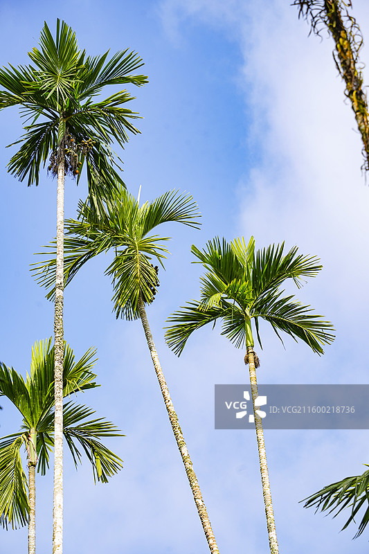 西双版纳中科院热带植物园槟榔树图片素材