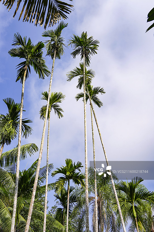 西双版纳中科院热带植物园槟榔树图片素材