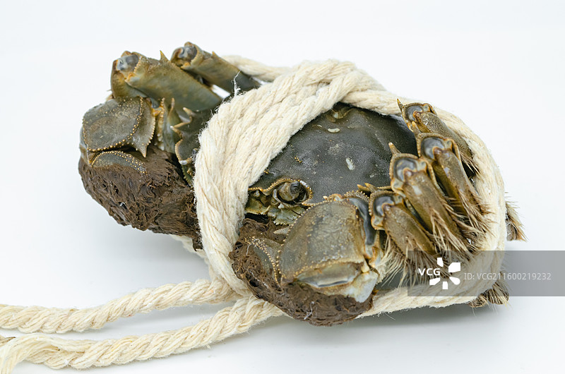 中国海产海鲜农副产品拍摄主题，被白色绳子捆绑绑定阳澄湖大闸蟹螃蟹，室内无人影棚拍摄图像摄影图片素材