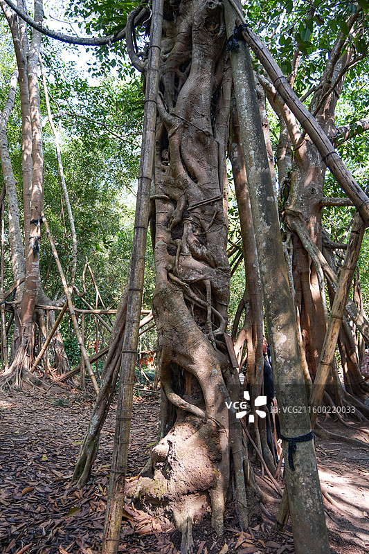 西双版纳中科院热带植物园高山榕图片素材