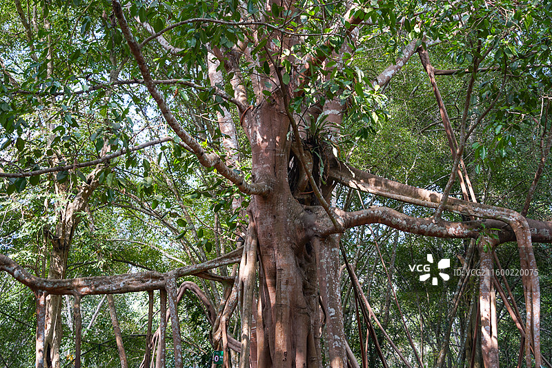 西双版纳中科院热带植物园高山榕图片素材
