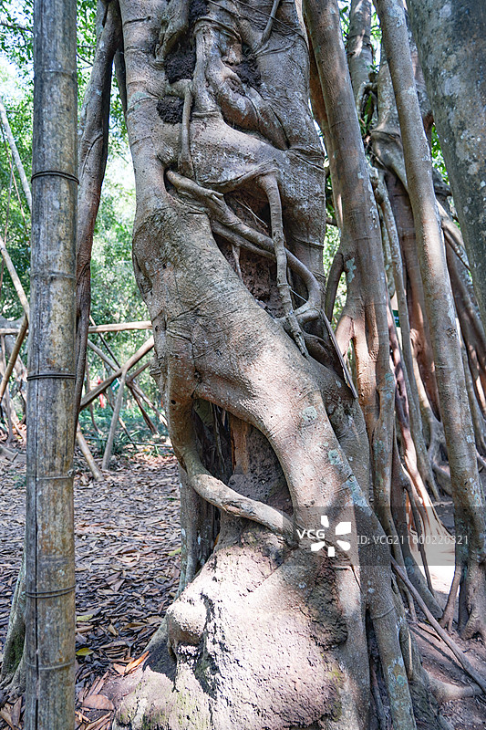 西双版纳中科院热带植物园高山榕图片素材