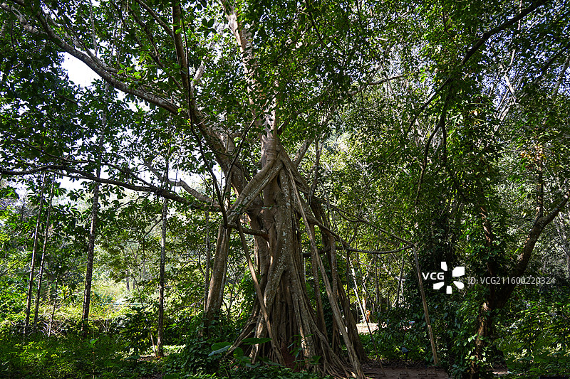 西双版纳中科院热带植物园高山榕图片素材