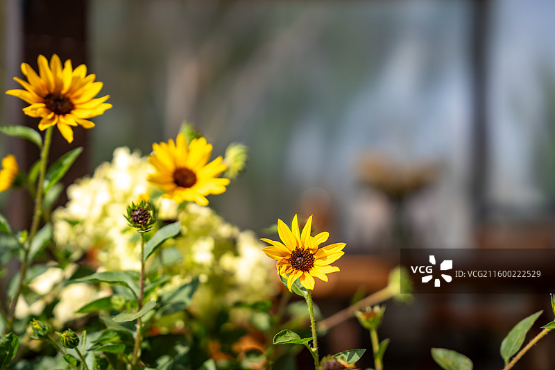 围炉煮茶图片素材