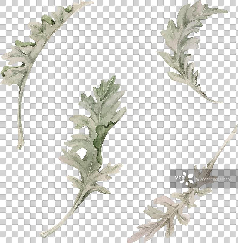 手绘水彩植物银叶艾草图片素材