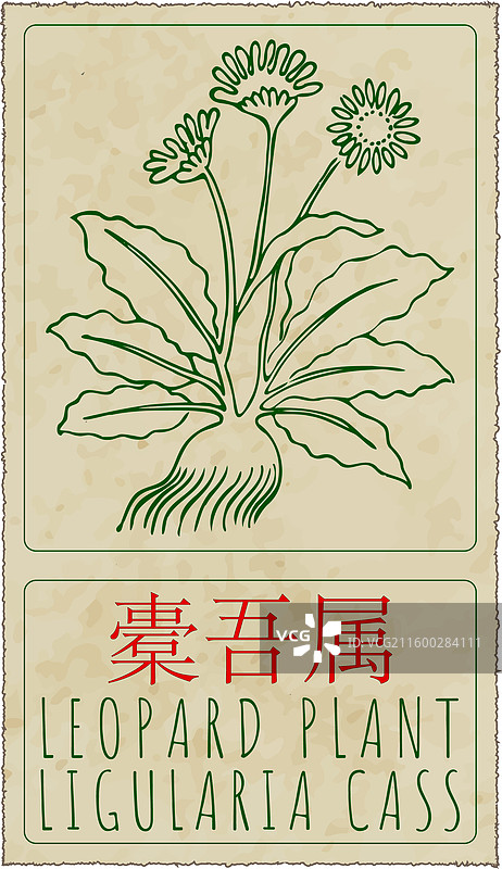 手绘豹纹虎耳草的图画图片素材