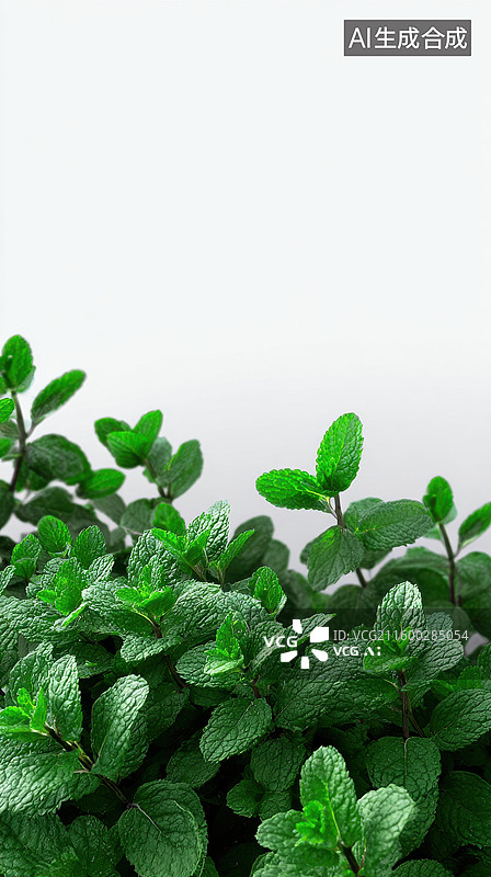 【AI数字艺术】新鲜翠绿的薄荷叶片图片素材