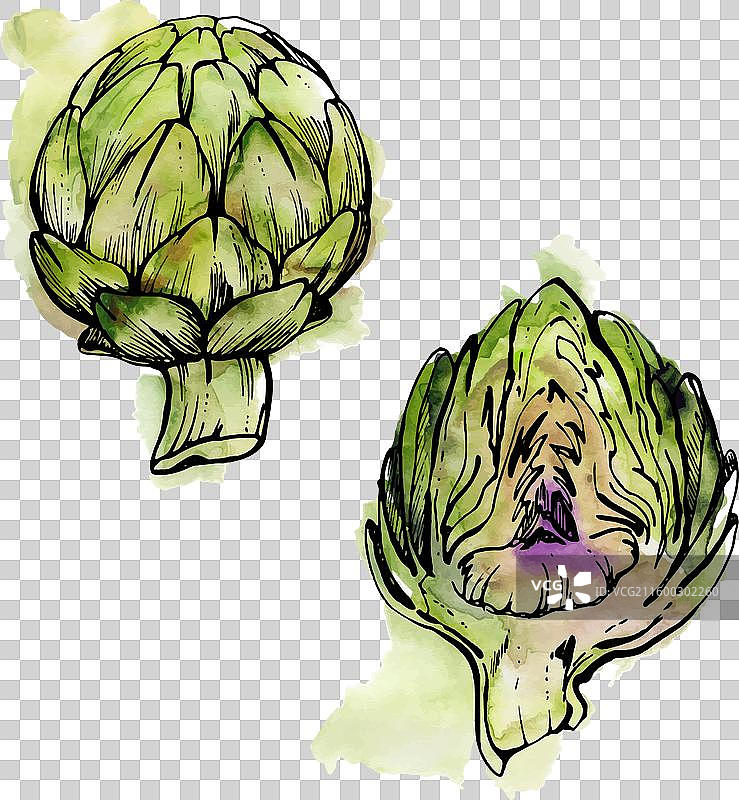手绘水彩墨水朝鲜蓟蔬菜图片素材