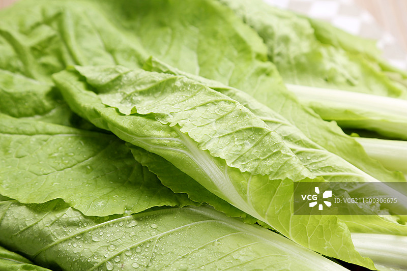 新鲜嫩绿的小白菜图片素材