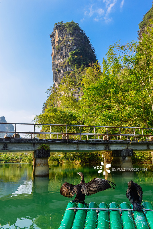 广西明仕田园十里画廊竹筏漂流中的鱼鹰与中式山水风景图片素材