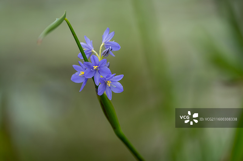 高亭雨久花的特写图片素材