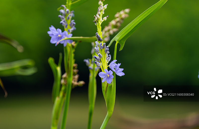 高亭雨久花的特写图片素材