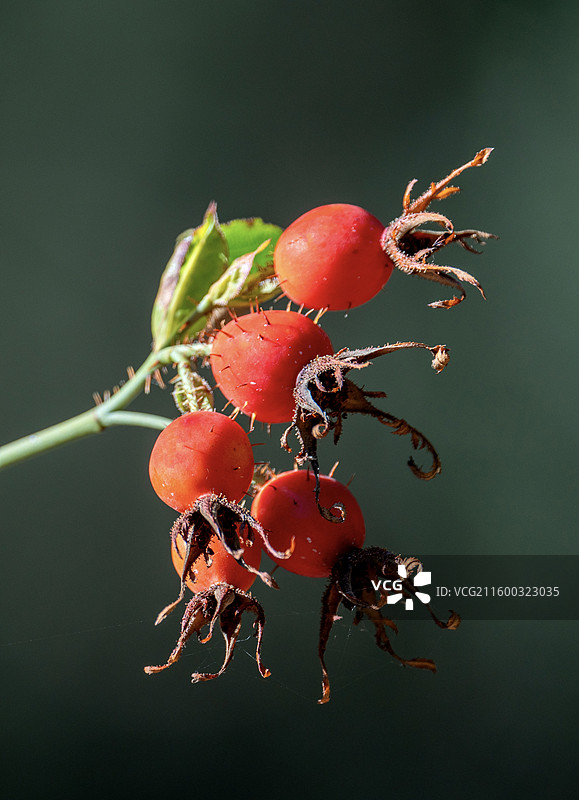 蔷薇果图片素材