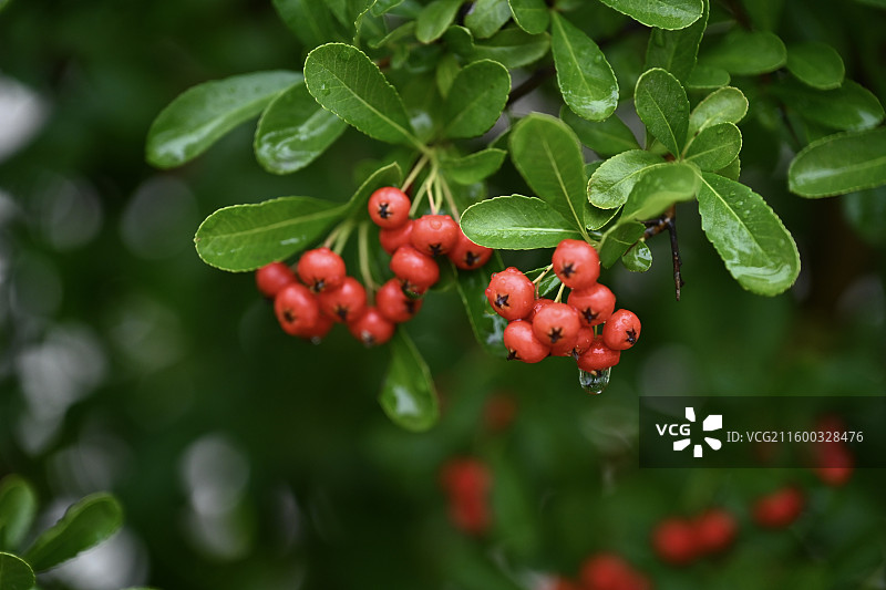 青岛莱西桃园东方的火棘果实图片素材