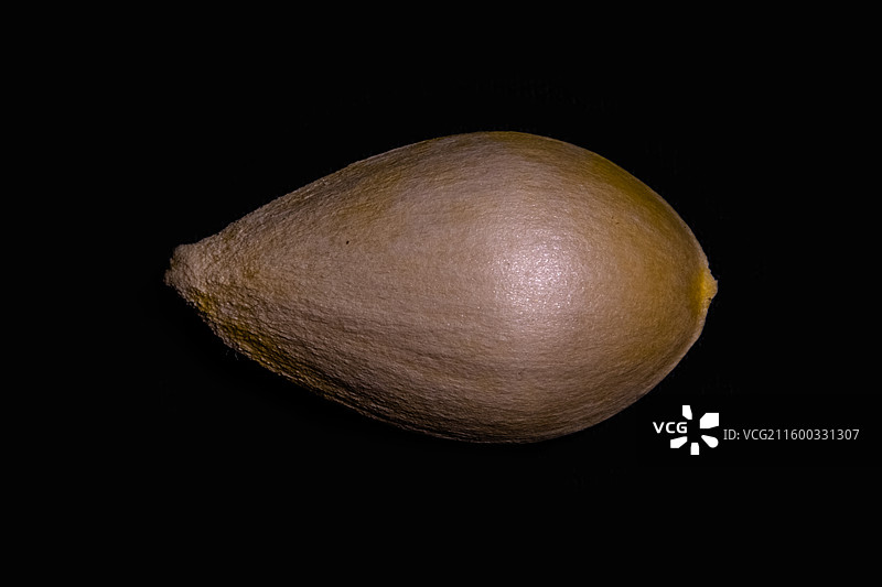 黑色背景前的银杏果核图片素材