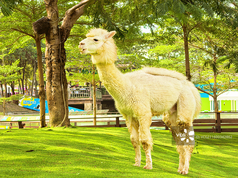 佛山高明盈香生态园内的羊驼图片素材
