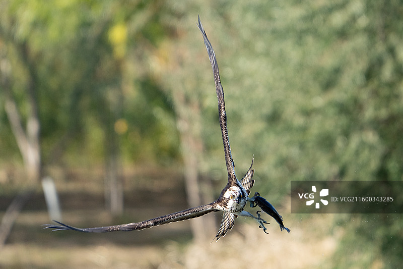 鱼鹰抓鱼瞬间精彩画面图片素材