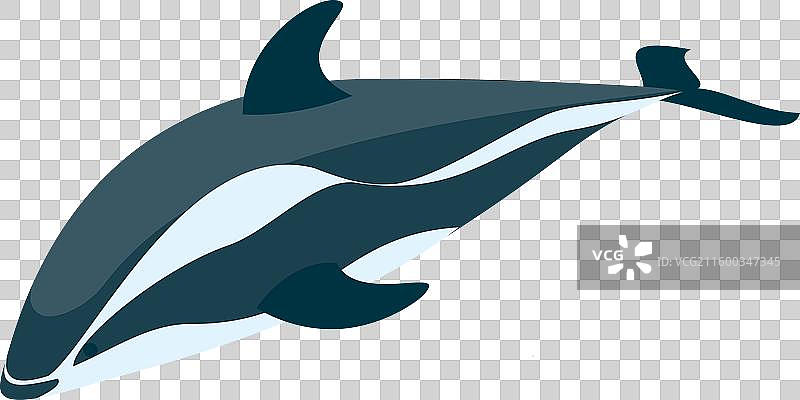 3d等距平面图，展示多种海豚类型图片素材