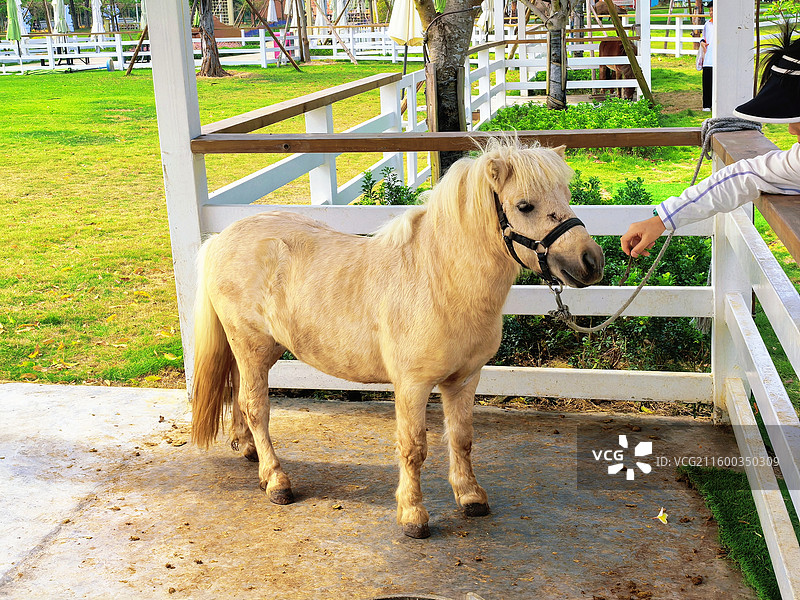 佛山高明盈香生态园内的矮马图片素材