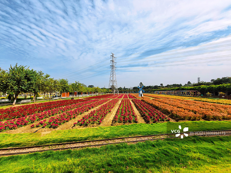 佛山高明盈香生态园花海图片素材
