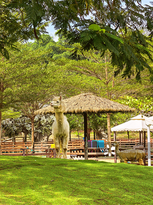 佛山高明盈香生态园内的羊驼图片素材