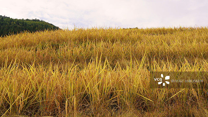 广西桂林龙胜龙脊梯田图片素材