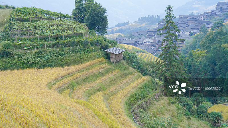 广西桂林龙胜龙脊梯田图片素材