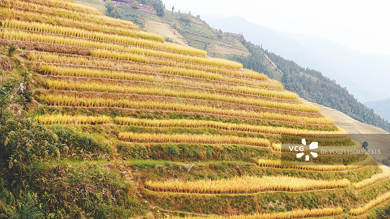 广西桂林龙胜龙脊梯田图片素材