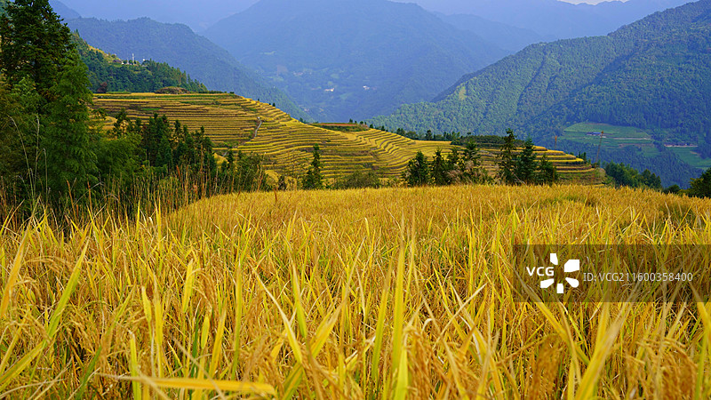 广西桂林龙胜龙脊梯田图片素材