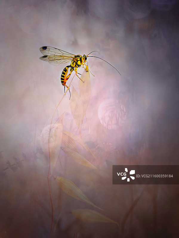 清秋惹了旧梦图片素材