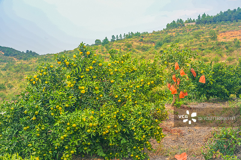 江西峡江：风车云海日出 美如仙境图片素材