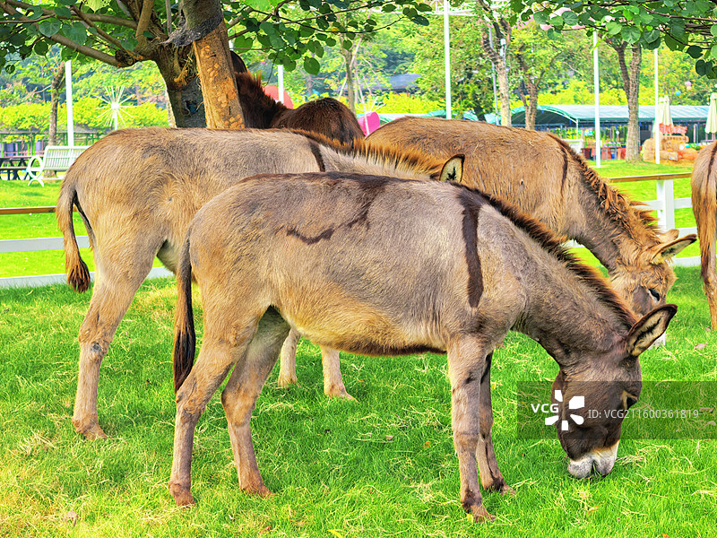 佛山高明盈香生态园内的驴图片素材