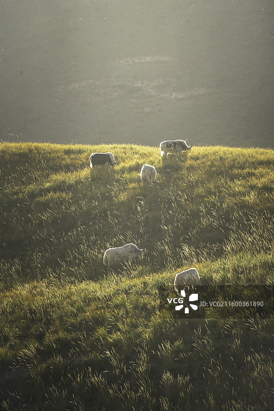 冰沟河风光图片素材