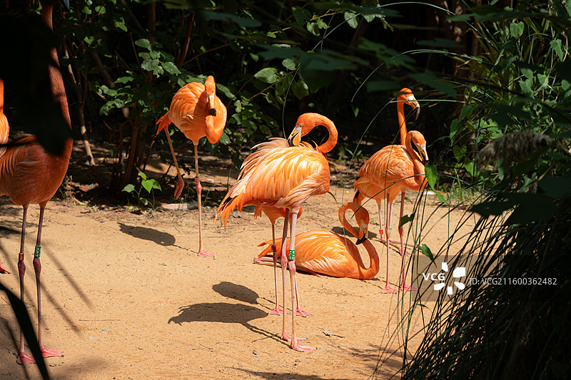 红山动物园火烈鸟群沙地休憩梳毛站立阳光阴影构图图片素材