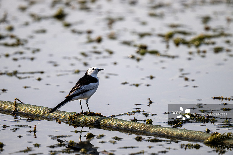 栖息在湖边的白鹡鸰特写镜头图片素材