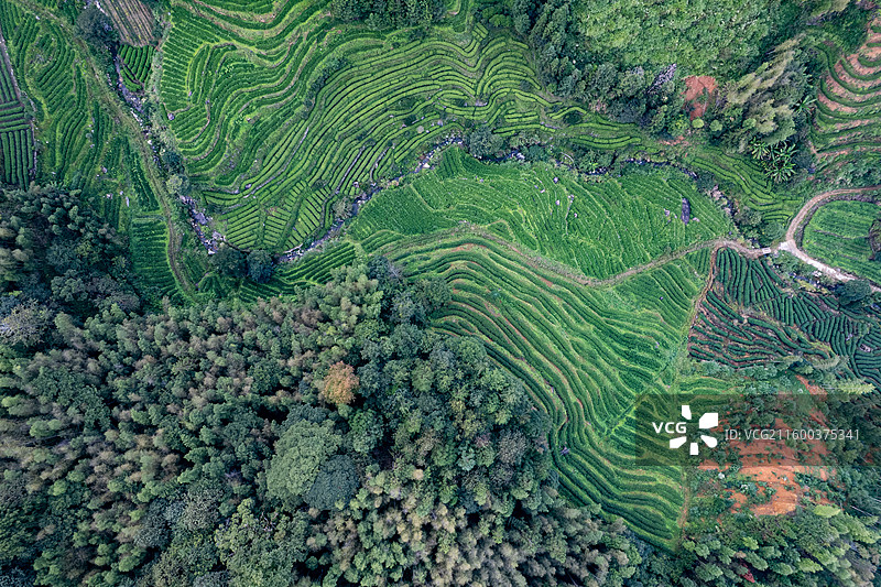 南平邵武茂密山林图片素材