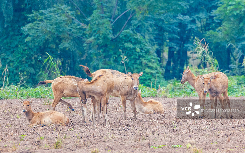 自然保护区的麋鹿图片素材