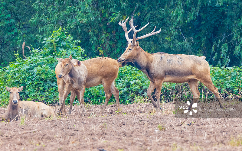 自然保护区的麋鹿图片素材