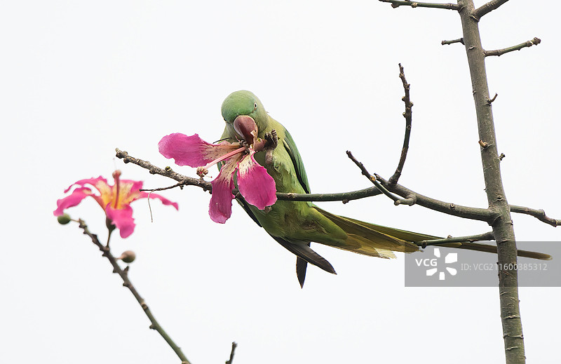亚历山大鹦鹉吃花图片素材