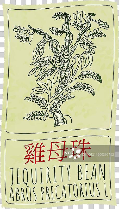 手绘的相思子豆，中国风图片素材