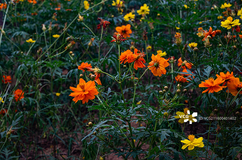 百花齐放图片素材