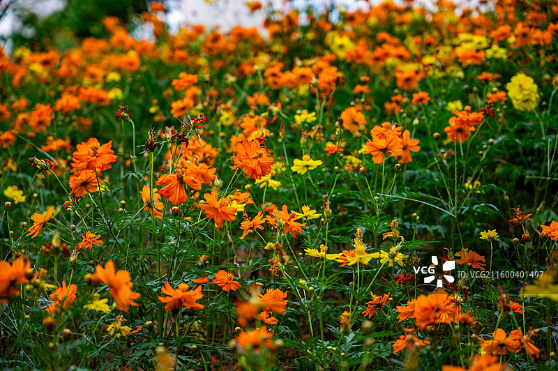 百花齐放图片素材